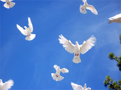 flock of white doves