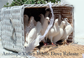 california white doves
