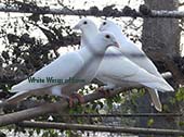 white doves resting