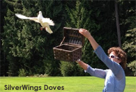 washington doves