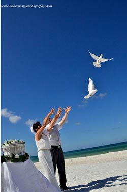 sarasota beach doves