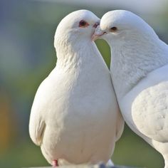 west virginia doves