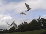 arkansas doves