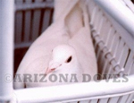 arizona dove