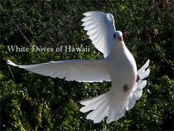 hawaii dove release