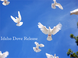 white doves landing