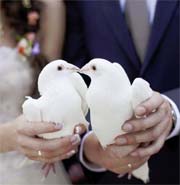 white doves