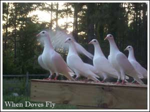 north carolina doves