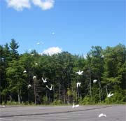 new hampshire doves