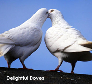 tennessee doves