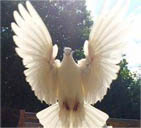 Niagara Dove Release